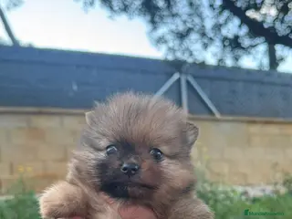 Pomerania perros Pomerania mini - Anuncio 1