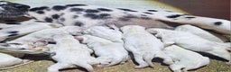 Dálmata perros en venta: DALMATA  - Anuncio 3