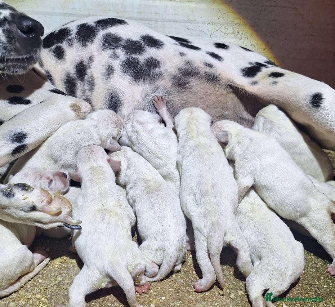 Dálmata perros en venta: DALMATA  - Imagen 3
