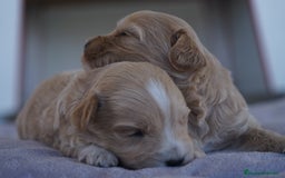 Maltipoo perros en venta: 🐾 Kepi y Harry – Maltipoo color crema ☁️ - Imagen 5