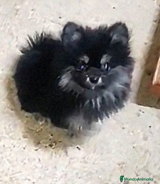 Pomerania perros POMERANIA MACHO CHIQUITÍN - Anuncio 13