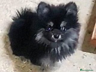 Pomerania perros POMERANIA MACHO CHIQUITÍN - Anuncio 18