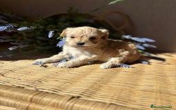 Maltipoo perros en venta: Maltipoo de caramelo hembra disponible  - Imagen 6
