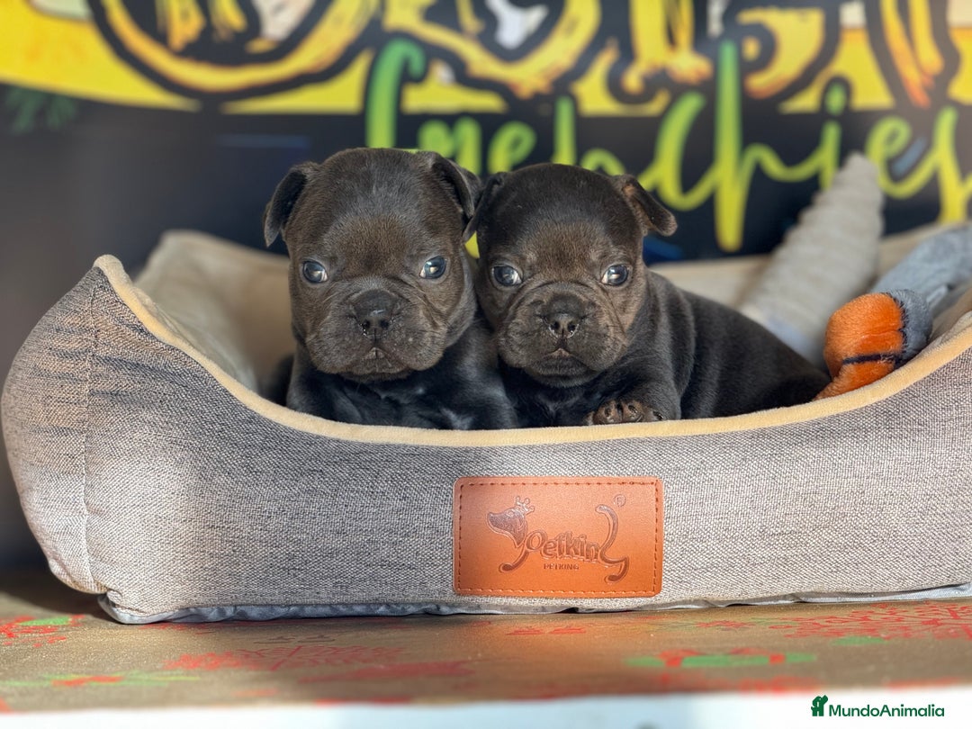 Bulldog Francés perros en venta: Bulldog francés Blue  - Anuncio 5