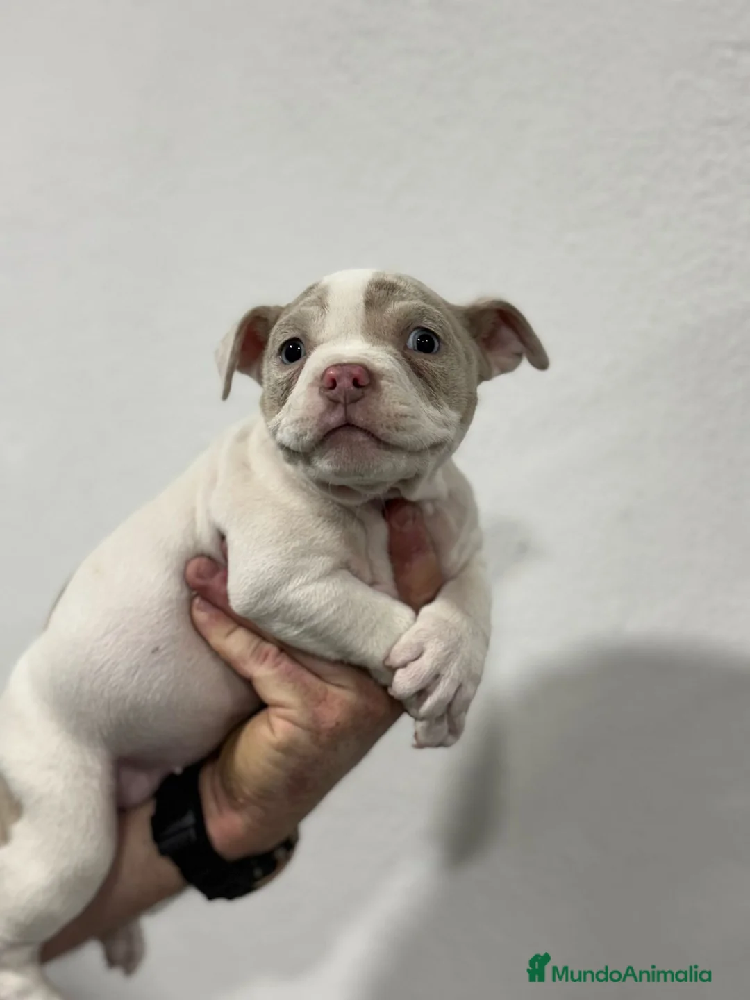 American Bully perros en venta: American bully pocket  - Anuncio 14