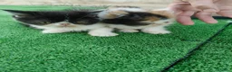 Persa gatos en venta: Gatitos persas de compañia - Anuncio 3