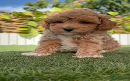 Caniche Toy perros en venta: CANICHE TOY MACHO - Imagen 23