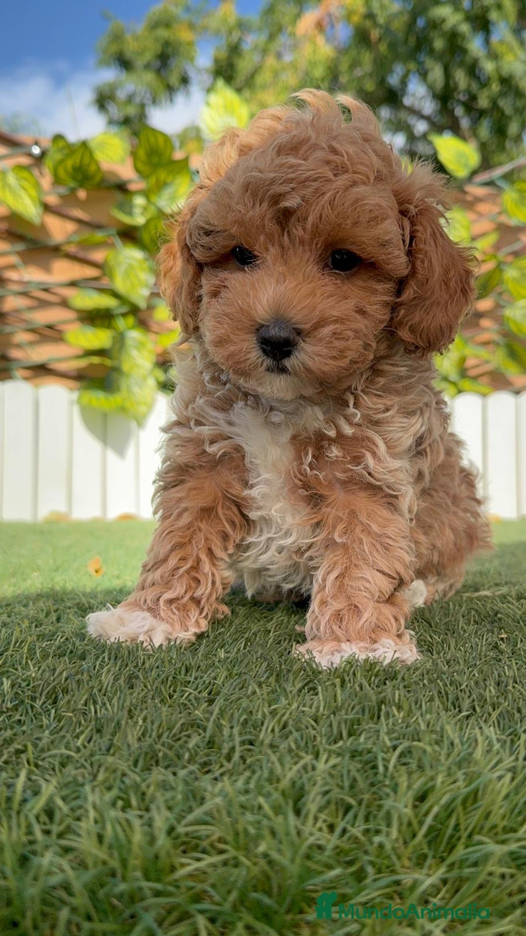 Caniche Toy perros en venta: CANICHE TOY MACHO - Imagen 23