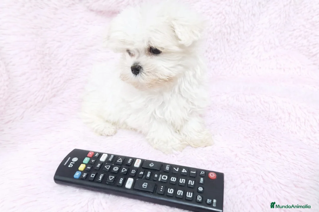 Bichón Maltés perros en venta: Bichón Maltés Toy - Anuncio 2