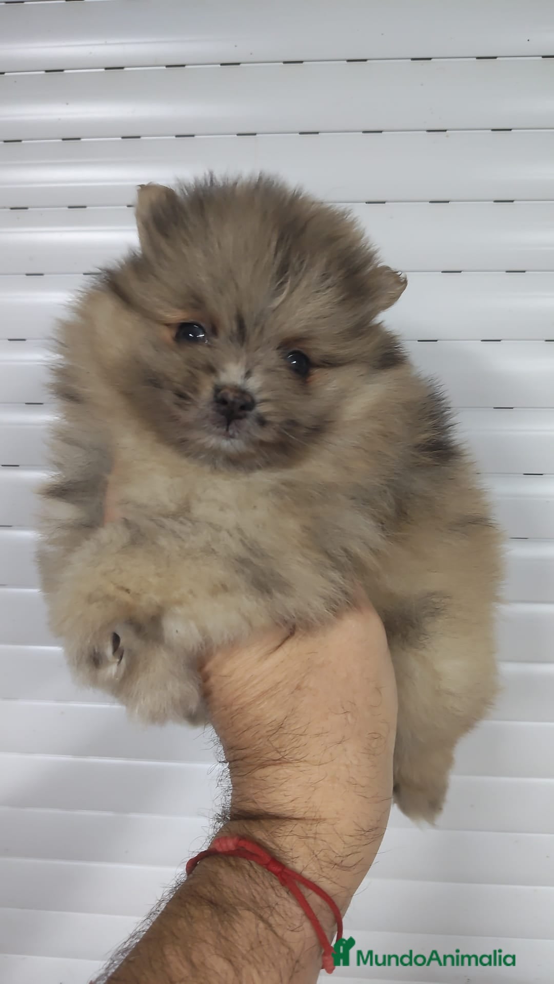 Pomerania perros POMERANIA - Anuncio 30
