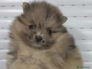 Pomerania perros POMERANIA - Anuncio 30