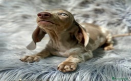 Teckel Miniatura perros en venta: TECKEL MINIATURA CAMADA DISPONIBLE - Imagen 5