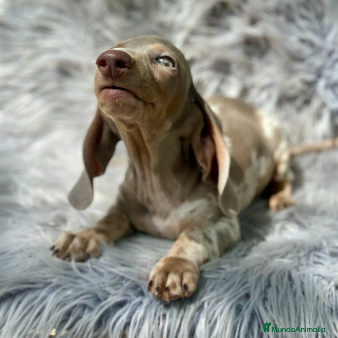 Teckel Miniatura perros en venta: TECKEL MINIATURA CAMADA DISPONIBLE - Imagen 5