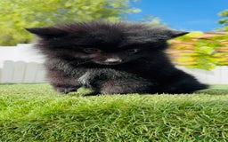 Pomerania perros en venta: POMERANIA HEMBRA - Imagen 13
