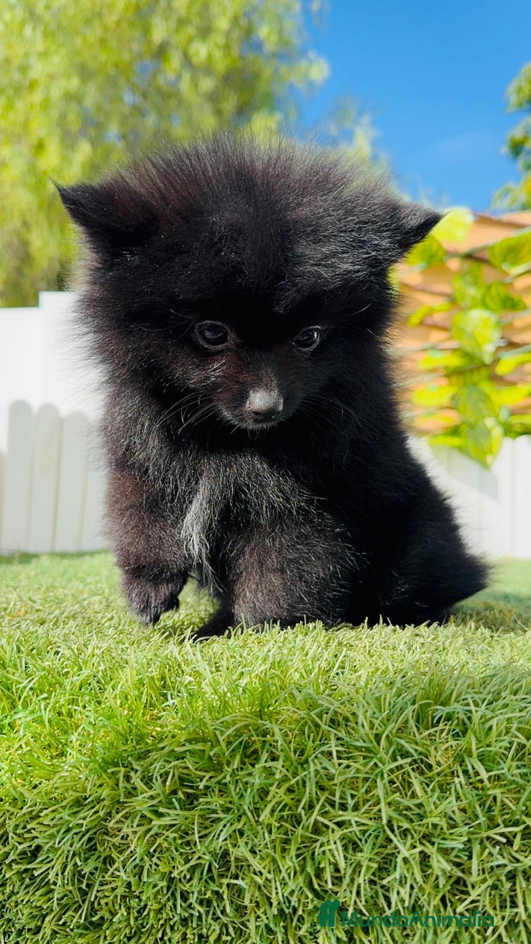 Pomerania perros en venta: POMERANIA HEMBRA - Imagen 13