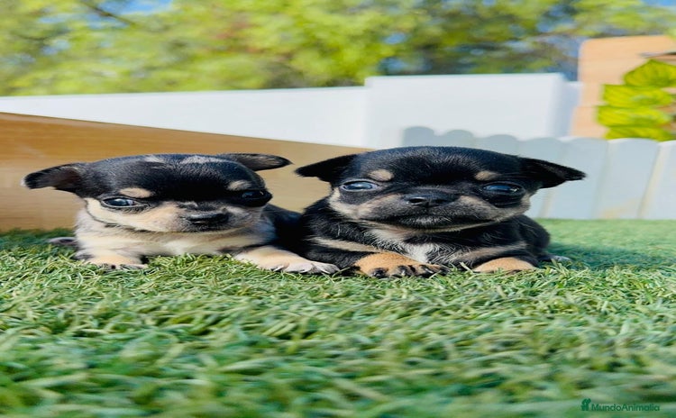 Chihuahua perros - Anuncio 3
