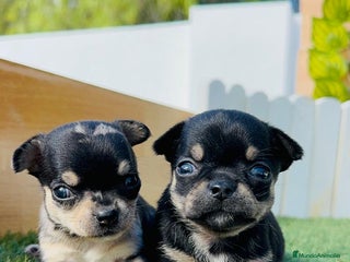 Chihuahua perros - Anuncio 36
