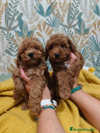 Caniche Toy perros - Anuncio 16