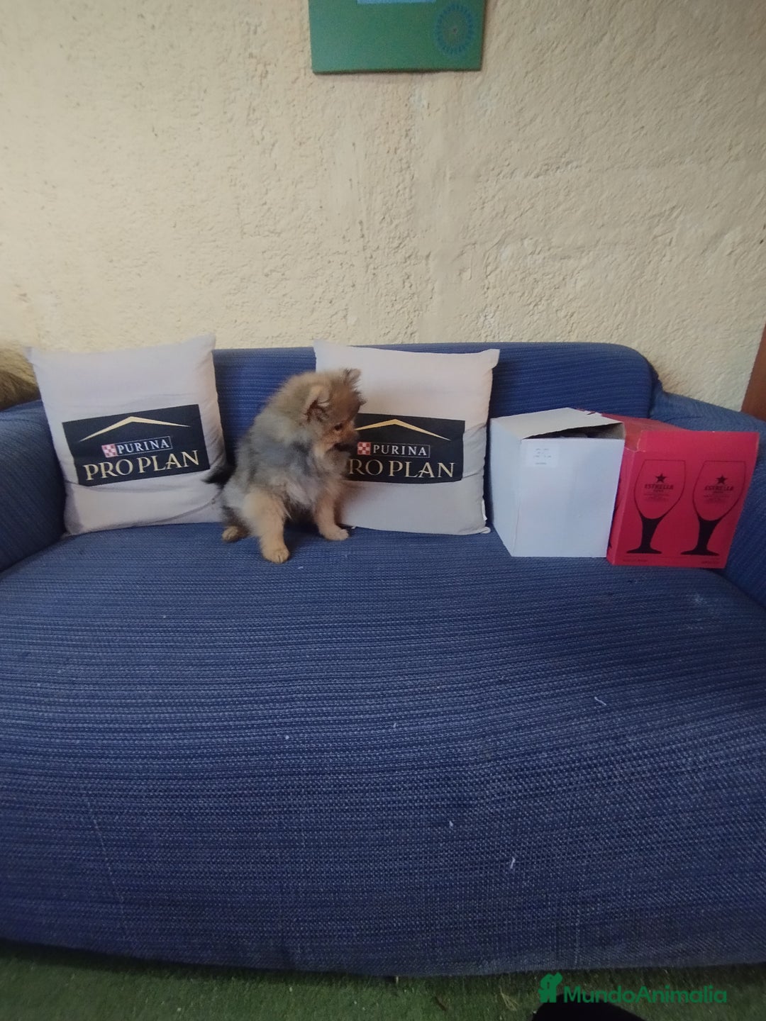 Pomerania perros en venta: Cachorro pomerania  - Anuncio 3