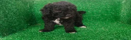 Perro de Agua Español perros en venta: Perros de agua - Anuncio 2