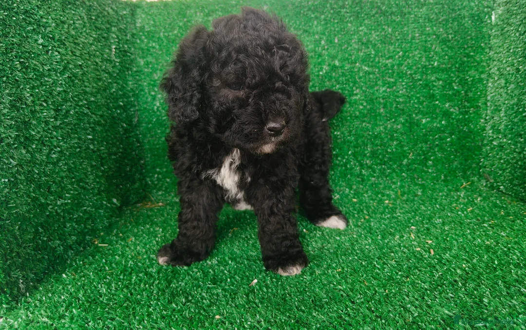 Perro de Agua Español perros en venta: Perros de agua - Anuncio 2