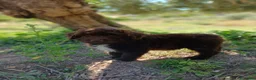Perro de Agua Español perros en venta: 🐾 CACHORROS DE PERRO DE AGUA ESPAÑOL 🐾 - Anuncio 15