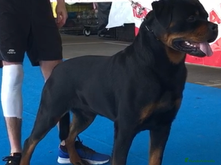 Rottweiler perros en Barcelona - Anuncio 4