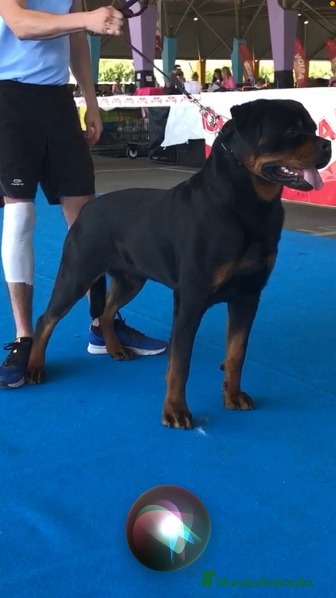 Rottweiler perros para monta: ROTTWEILER  en Barcelona - Anuncio 1
