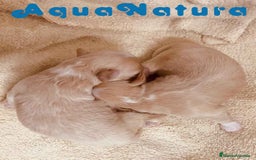 Raza Mixta perros en venta:  Camada Havapoo de Kusita 1 y Alejo AQUANATURA - Imagen 8