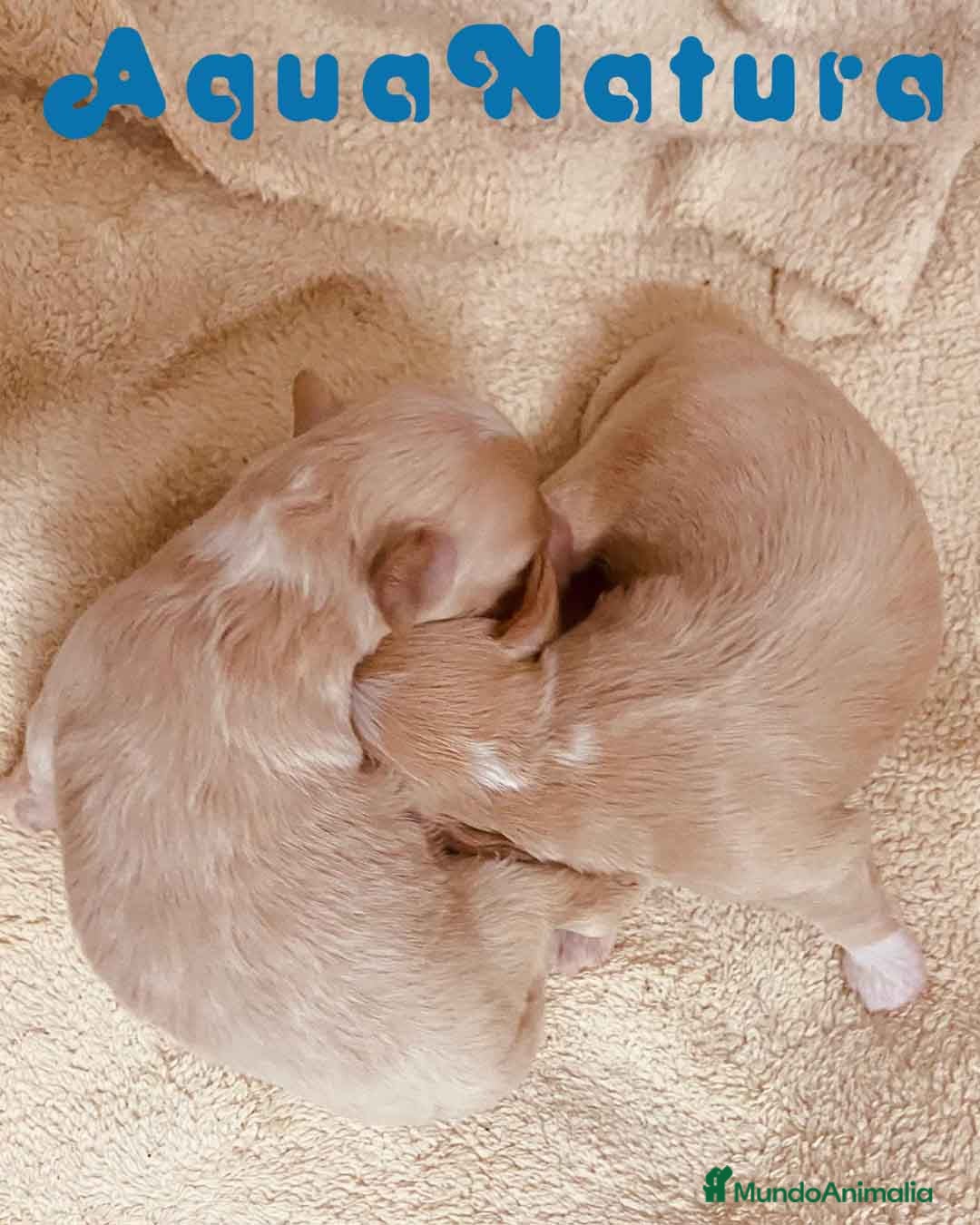 Raza Mixta perros en venta:  Camada Havapoo de Kusita 1 y Alejo AQUANATURA - Imagen 8