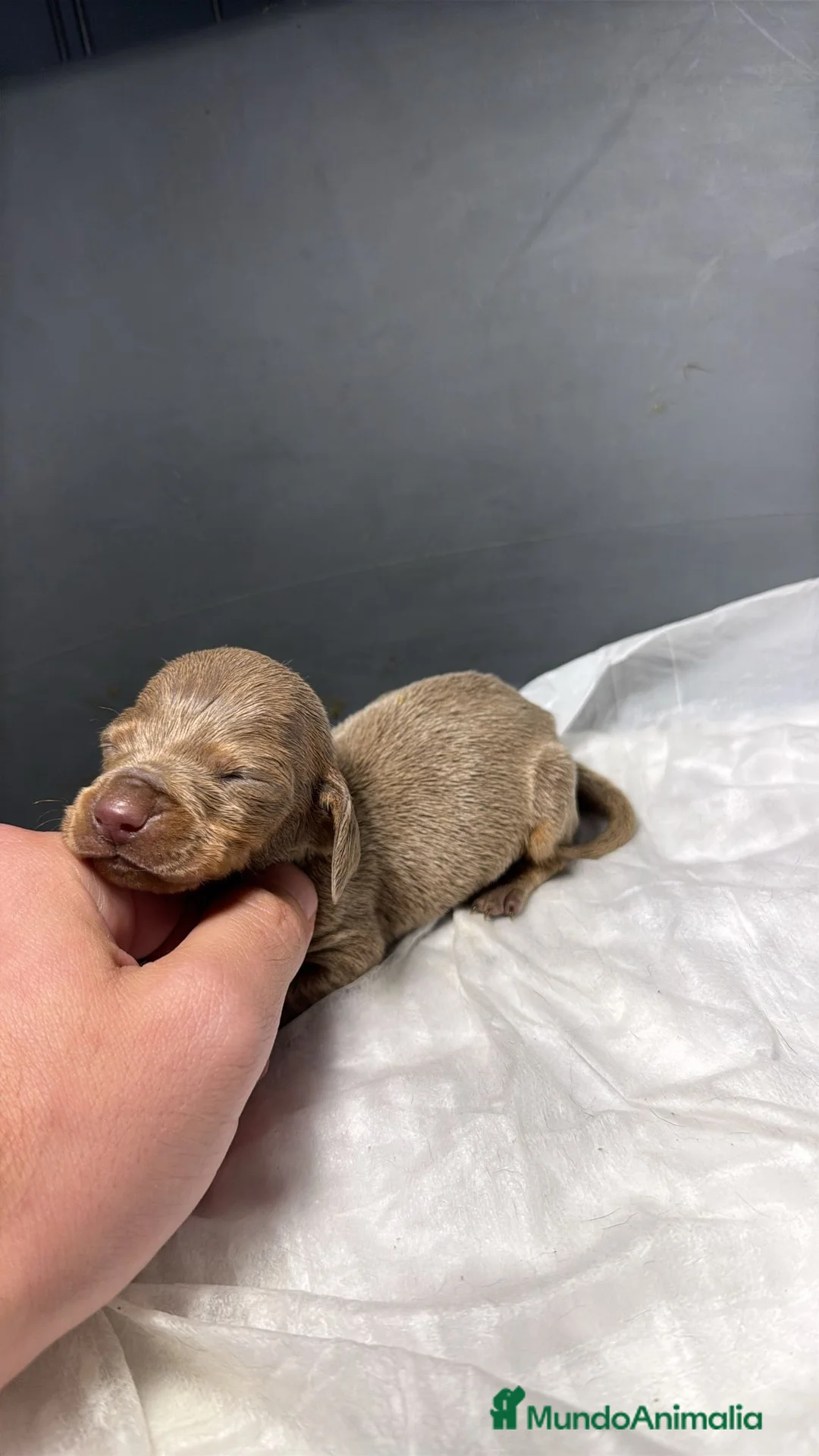Teckel Miniatura perros en venta: Teckel kaninchen  - Anuncio 4