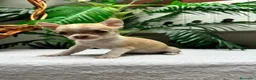 Chihuahua perros en venta:  🐾 DOS PRECIOSAS CHIHUAHUAS HEMBRAS 🐾 - Anuncio 11