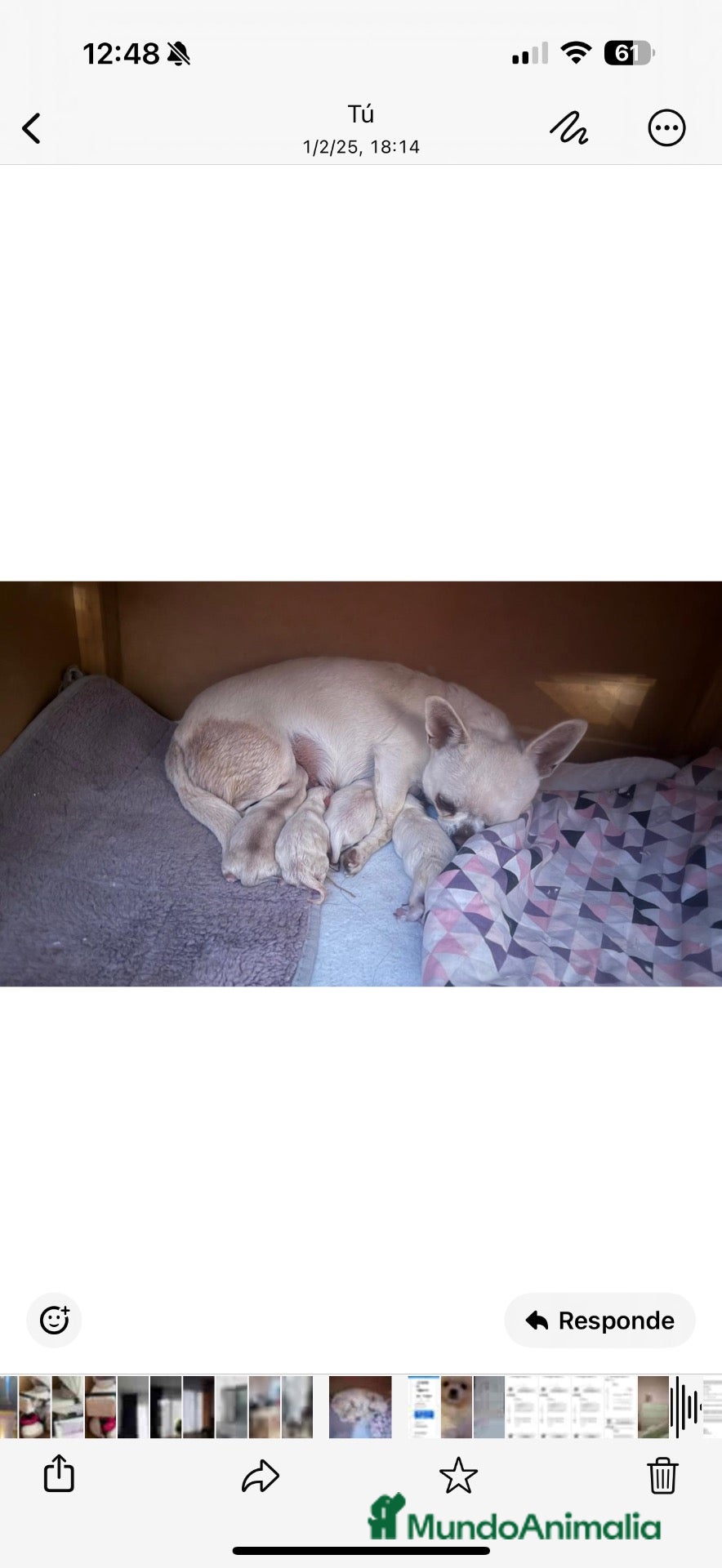 Pomchi perros Pomchi  - Anuncio 1