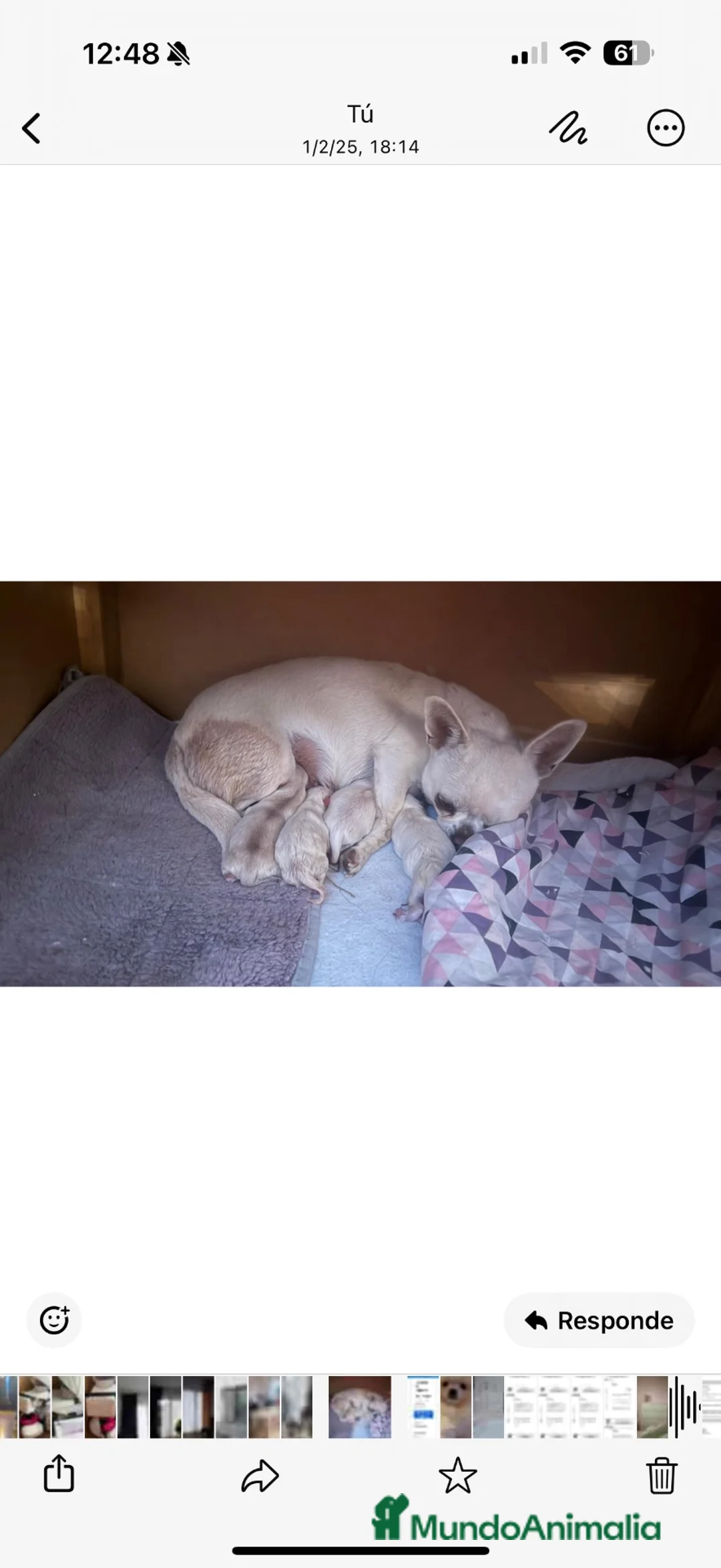 Pomchi perros en venta: Pomchi  - Anuncio 1