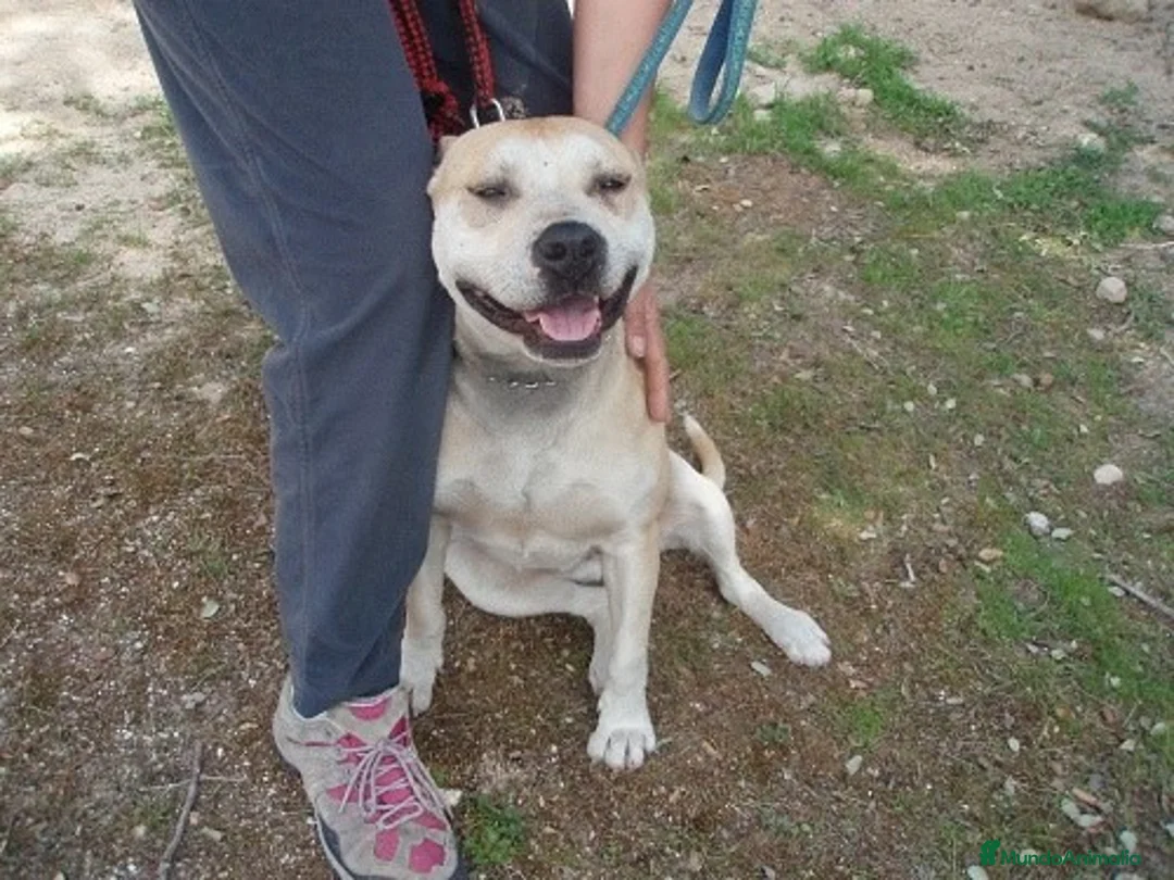 Raza Mixta perros en adopcion: KARLA, STAFFY EN ADOPCIÓN en Madrid - Anuncio 5