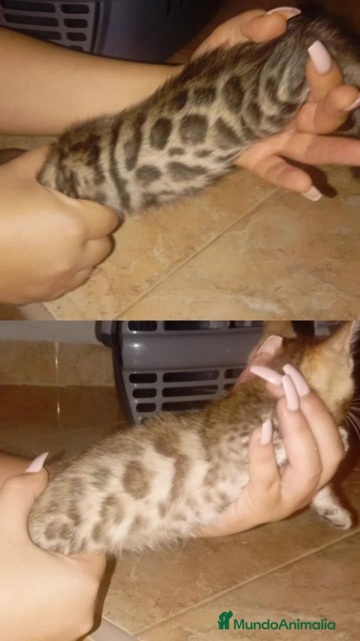 Bengalí gatos CAMADA BENGALÍS  - Anuncio 7