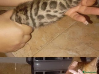 Bengalí gatos - Anuncio 3