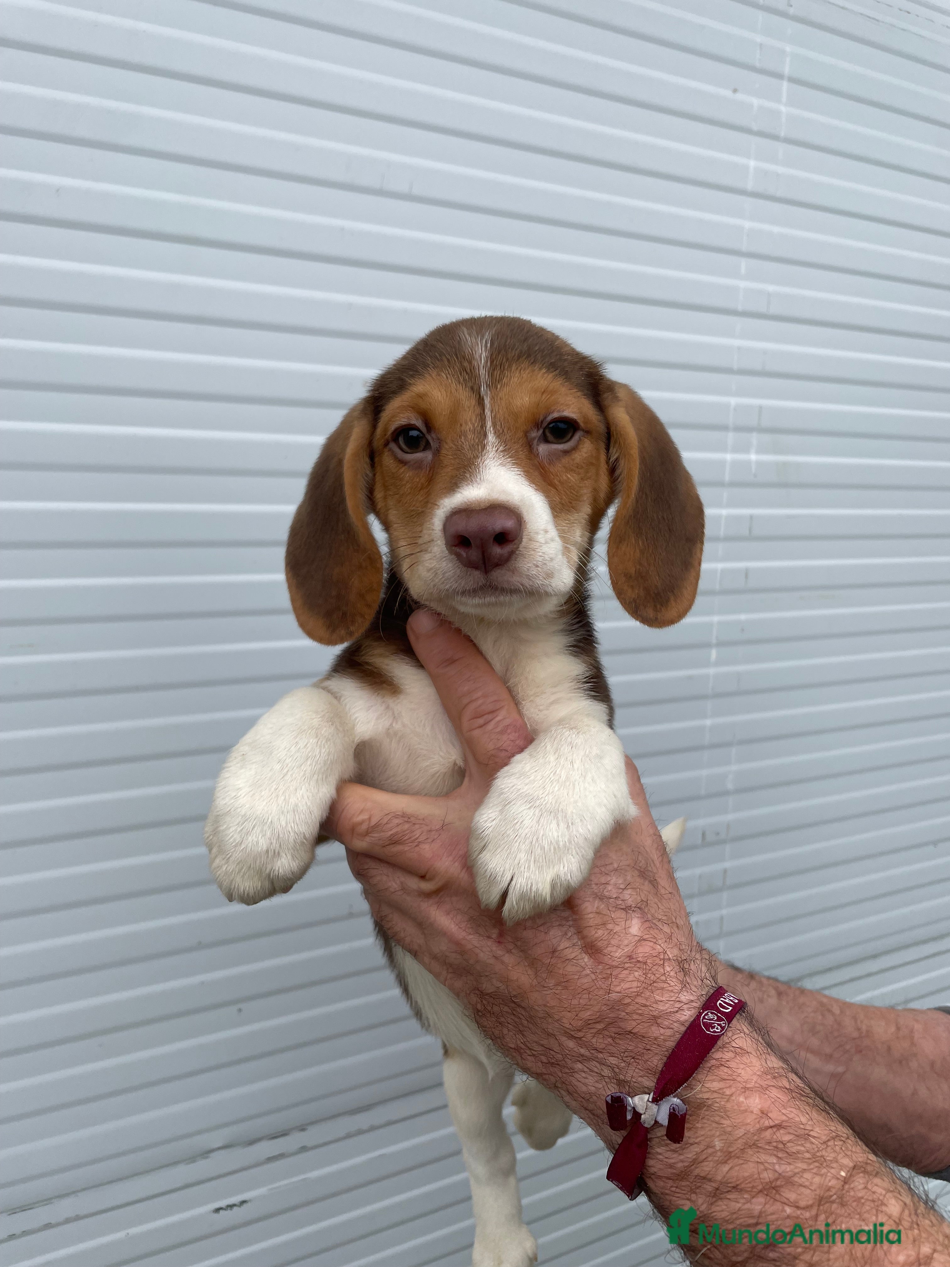 Beagle perros Beagle - Anuncio 1