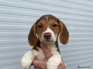 Beagle perros Beagle - Anuncio 1