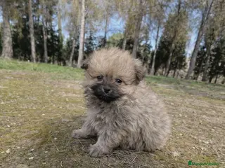 Pomerania perros Pomeranias mini peluches - Anuncio 8