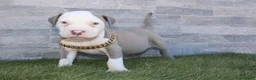 American Pit Bull Terrier perros en venta: American Pit bull - Anuncio 15