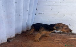 Airedale Terrier perros en venta: Airedale Terrier  - Imagen 5