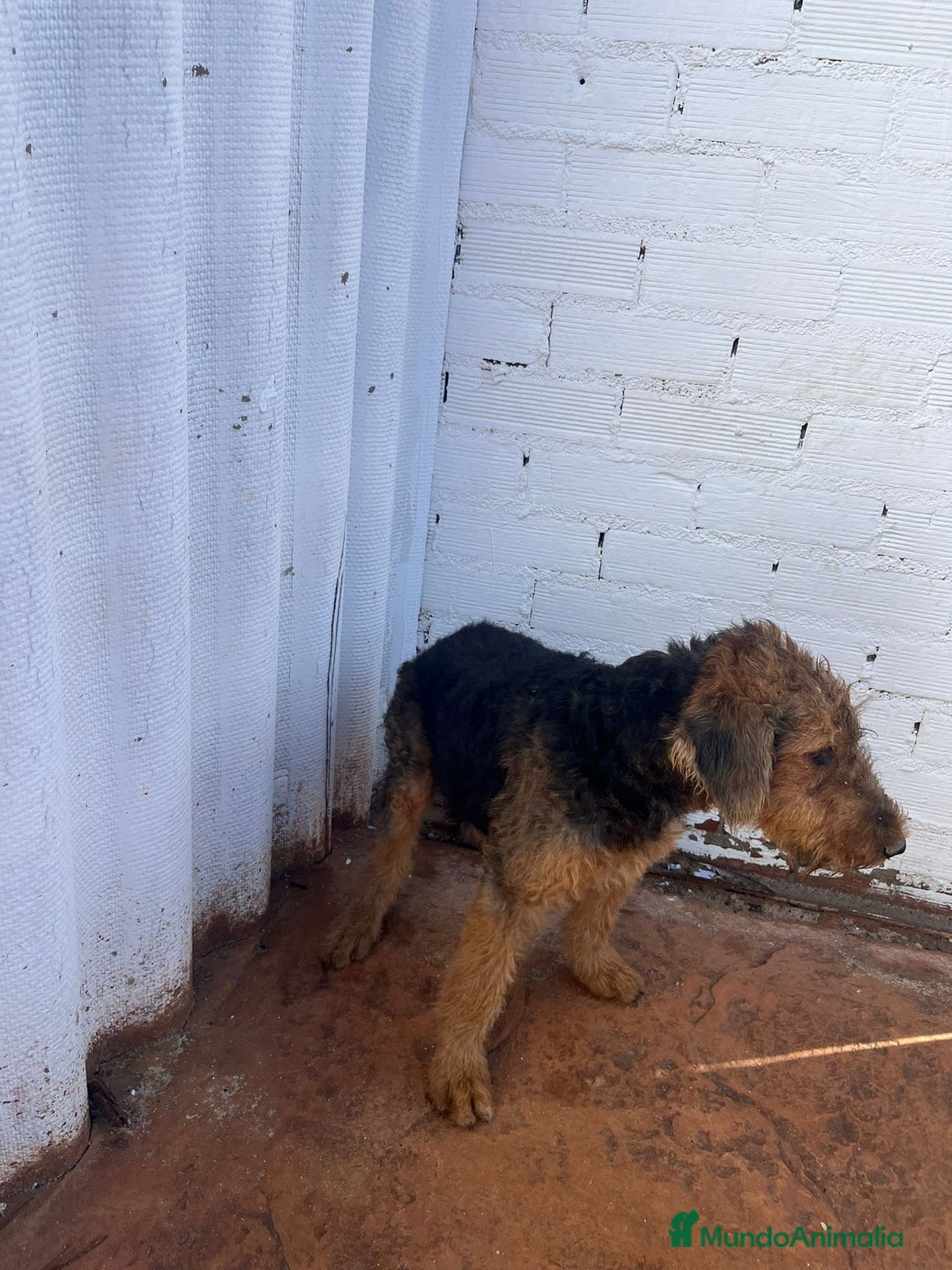 Airedale Terrier perros en venta: Airedale Terrier  - Imagen 5