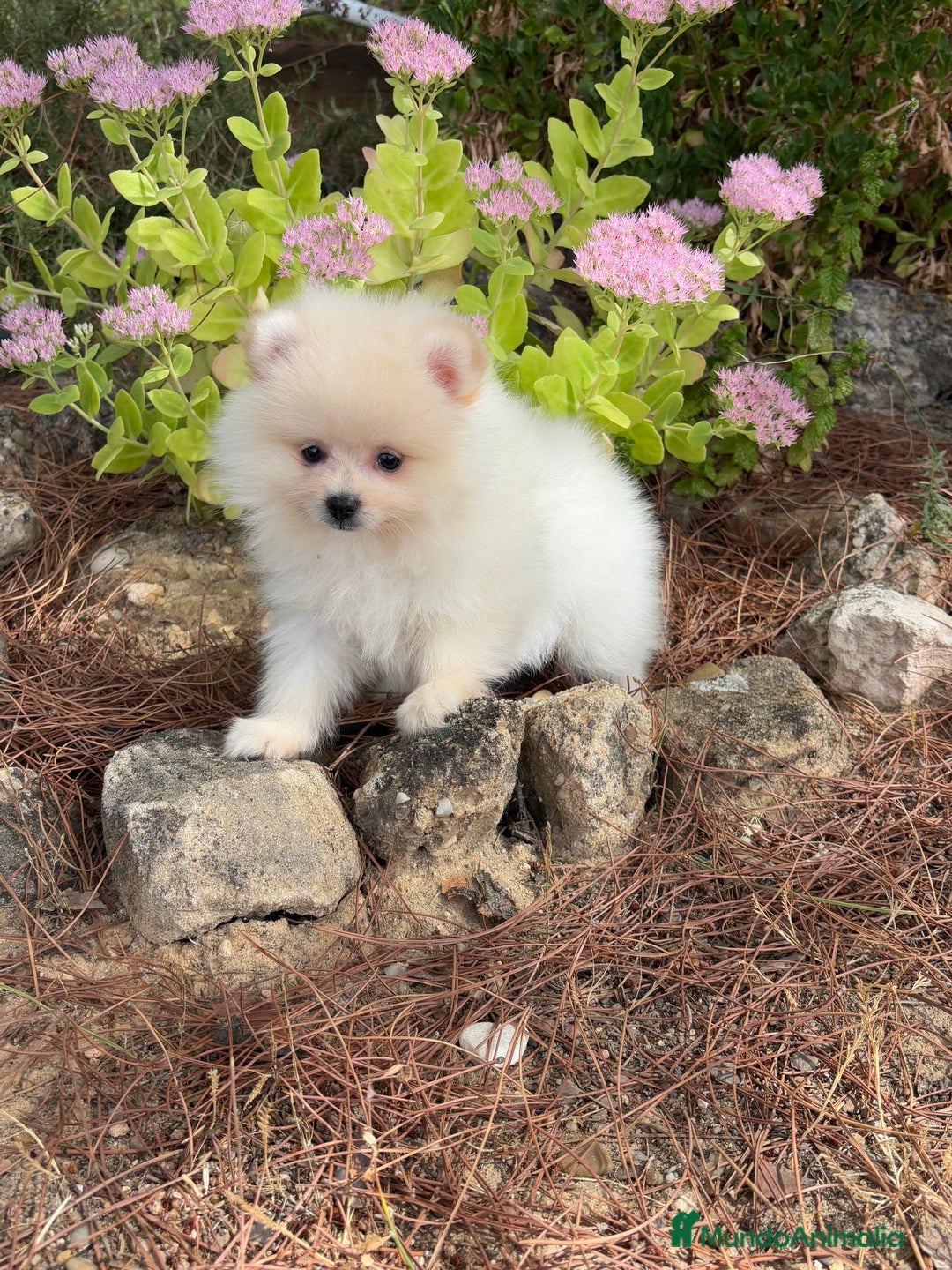 Pomerania perros en venta: Pomerania macho disponible  - Imagen 5