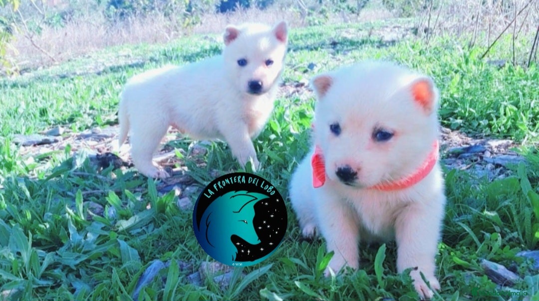 Husky Siberiano perros Husky siberiano  - Anuncio 23