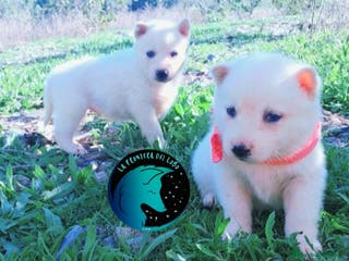 Husky Siberiano perros Husky siberiano - Anuncio 4