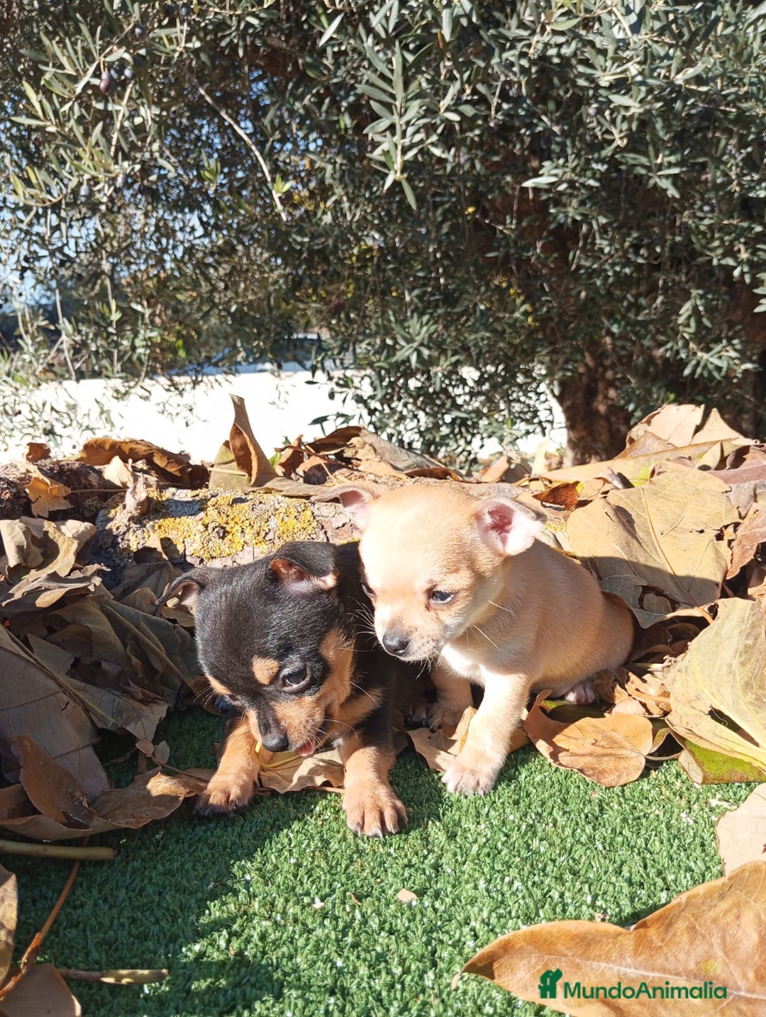 Chihuahua perros en venta: CHIHUAHUAS toy cabeza de manzana - Anuncio 4