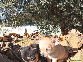 Chihuahua perros CHIHUAHUAS toy cabeza de manzana - Anuncio 13