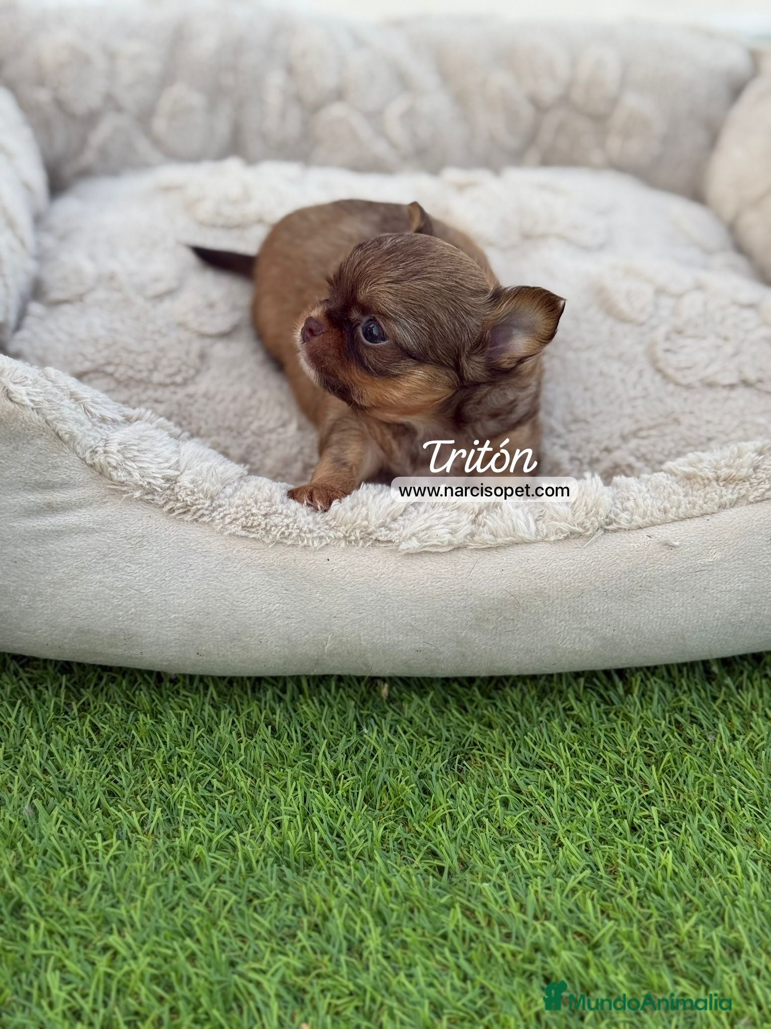 Chihuahua perros en venta: CHIHUAHUA PELO LARGO BICOLOR - Anuncio 6