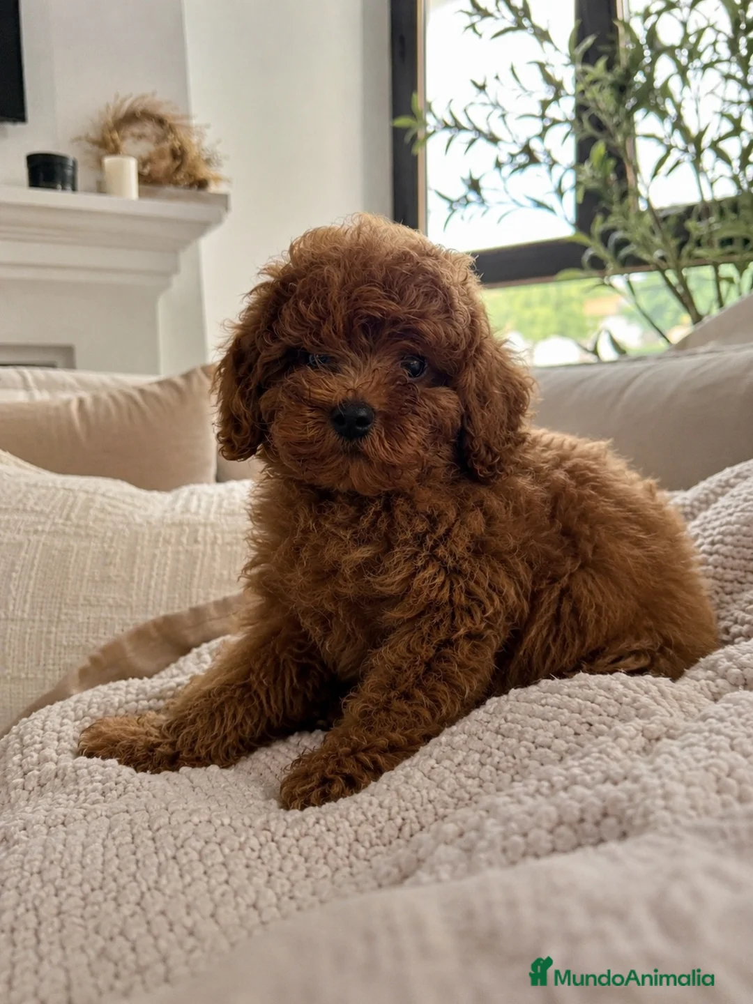 Caniche Toy perros en venta: CANICHE ASIÁTICO ROJO  - Anuncio 1